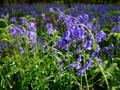 Spanish bluebell